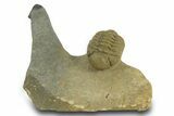 Morocops Trilobite With Gerastos - Ofaten, Morocco #381665-1